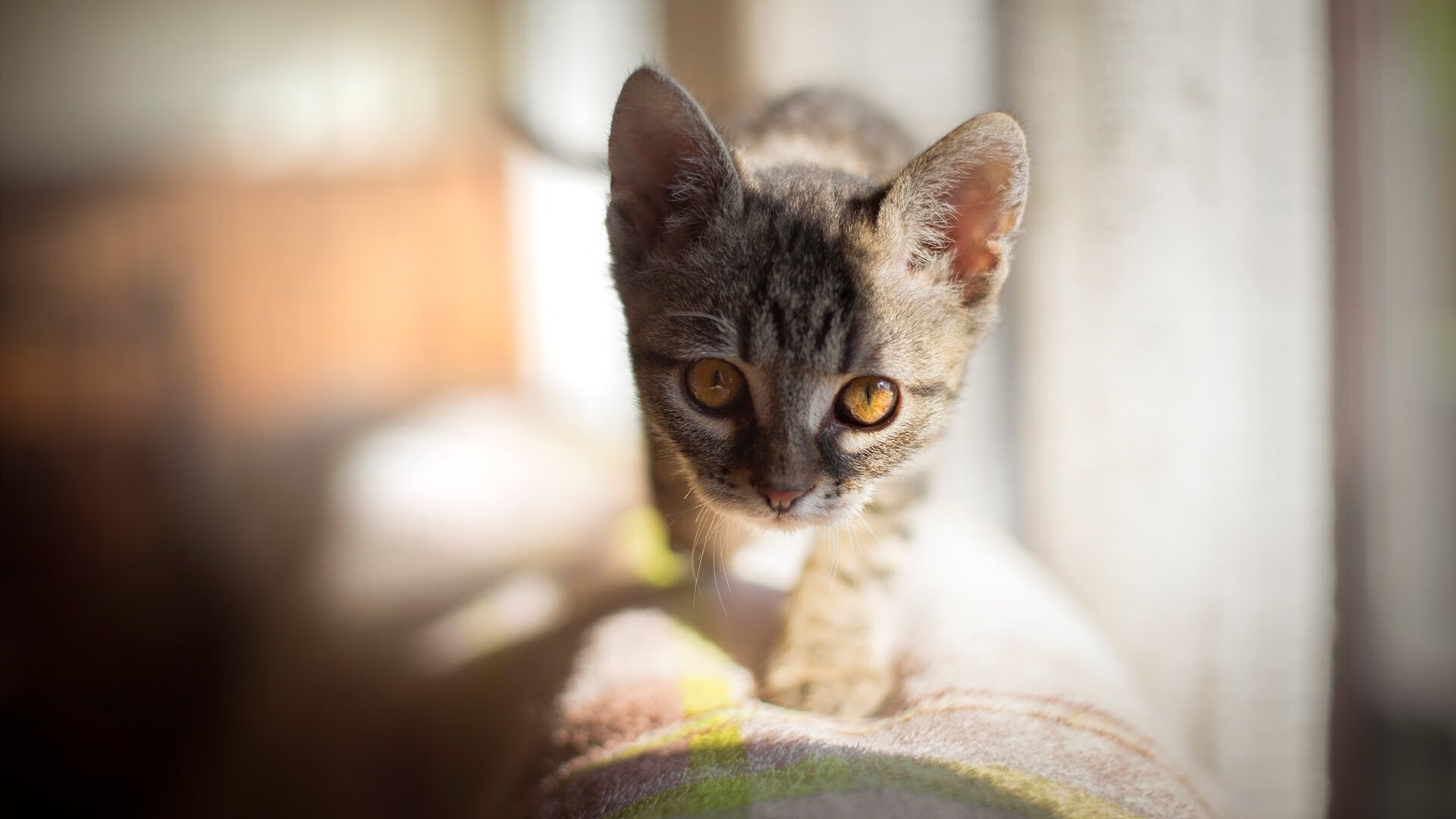 英超冠亚悬念:最激烈的角逐!,2020英超亚军